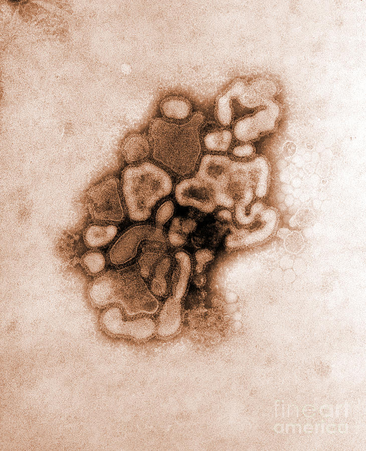 Hsw1n1 Swine Flu, Tem #5 Photograph by Science Source