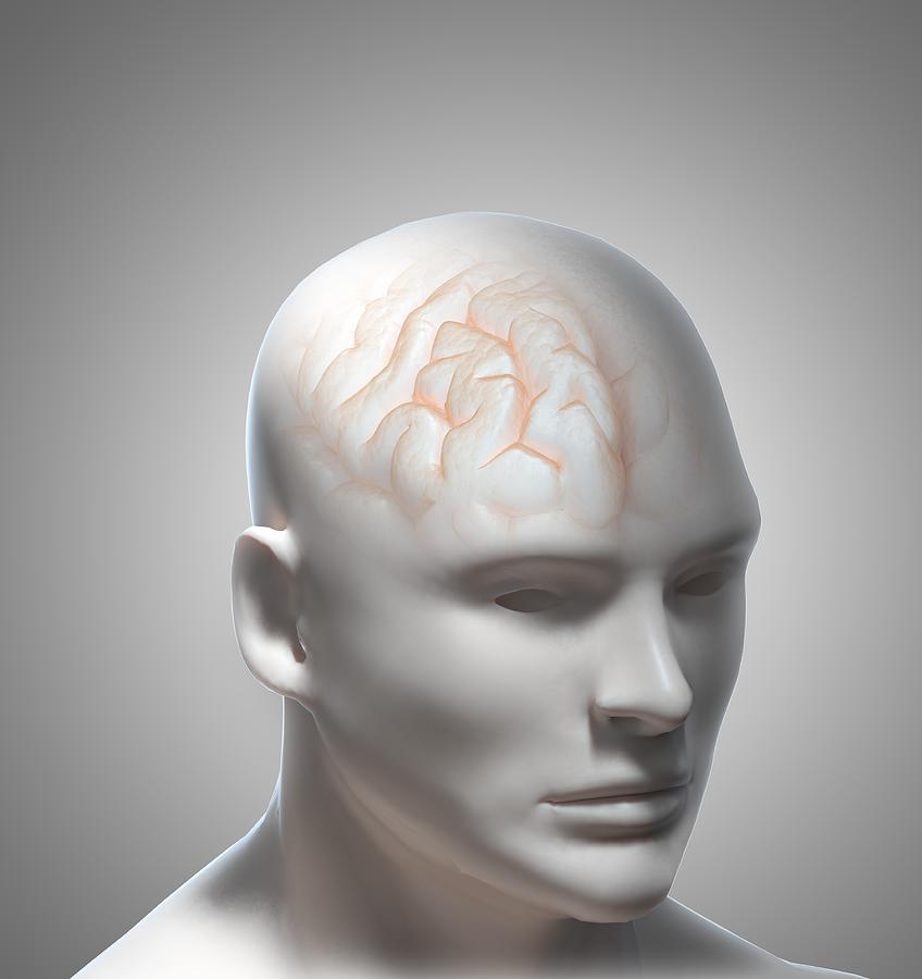 Human Brain, Artwork #5 Digital Art by Andrzej Wojcicki