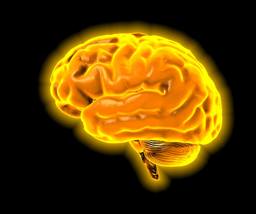 Brain 81. Оранжевый мозг. Мозг на желтом фоне. Оранжевые мозги. Мозг картинка.