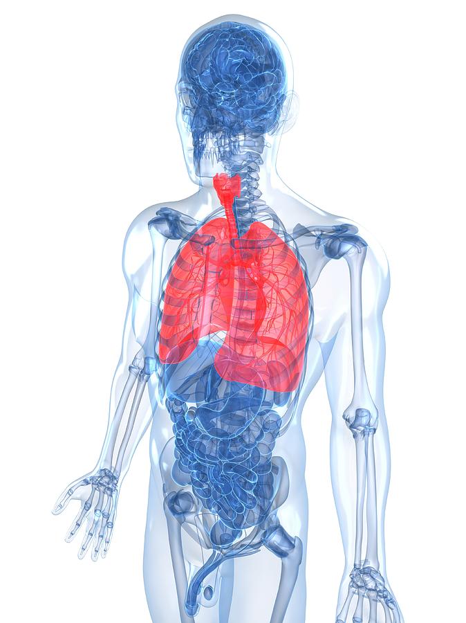 Human Lungs, Artwork #5 Digital Art by Sciepro