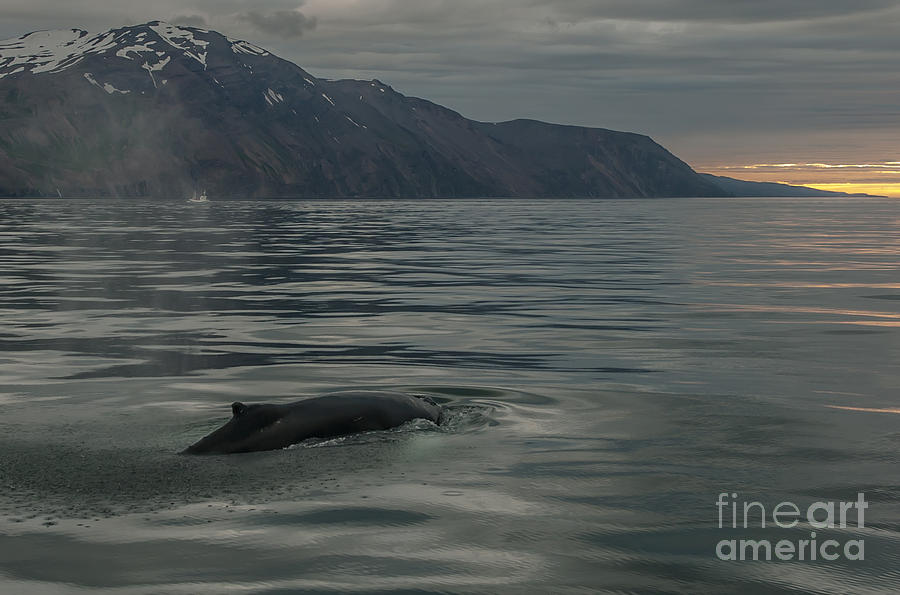Humpbach whale #5 Photograph by Jorgen Norgaard