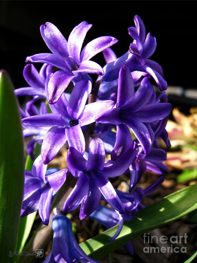 Hyacinth named Peter Stuyvesant #5 Photograph by J McCombie