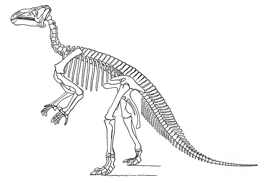 Iguanodon, Mesozoic Dinosaur #5 Photograph by Science Source