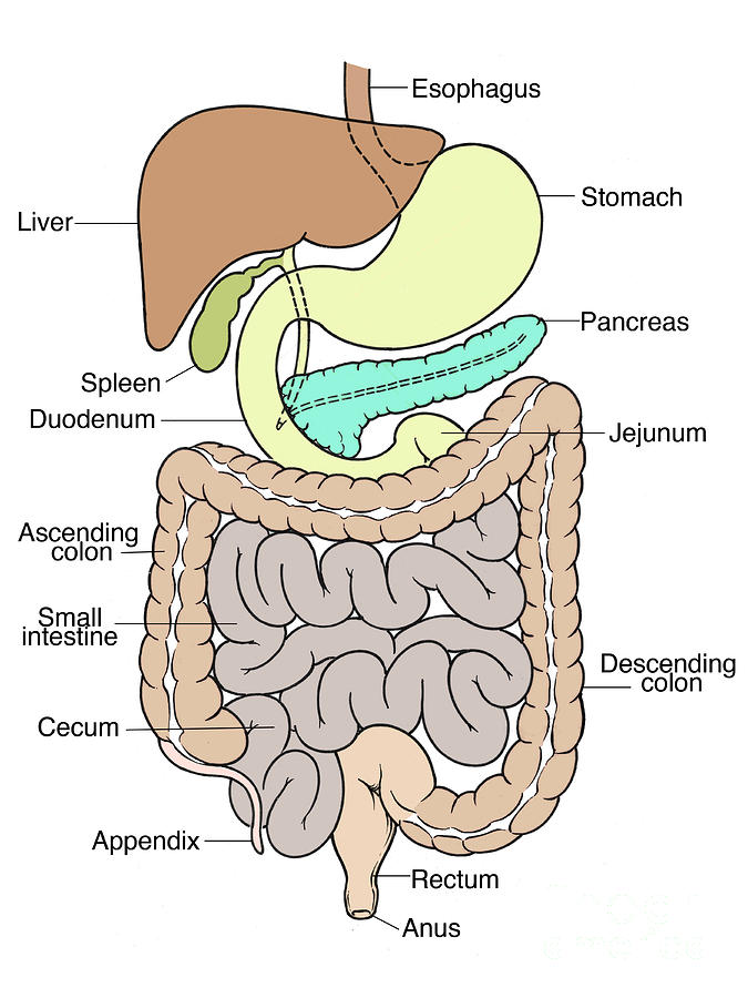 Illustration Of Abdomen Photograph by Science Source