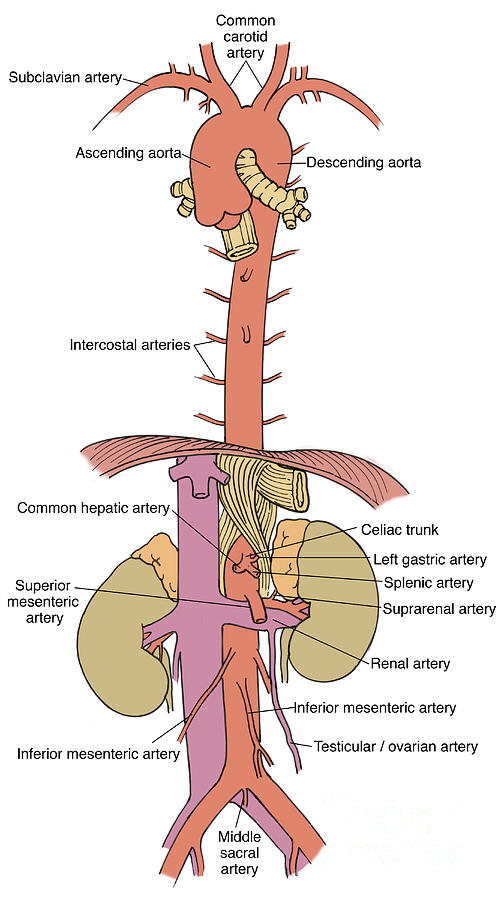 Illustration Of Aorta And Branches Photograph by Science Source - Pixels