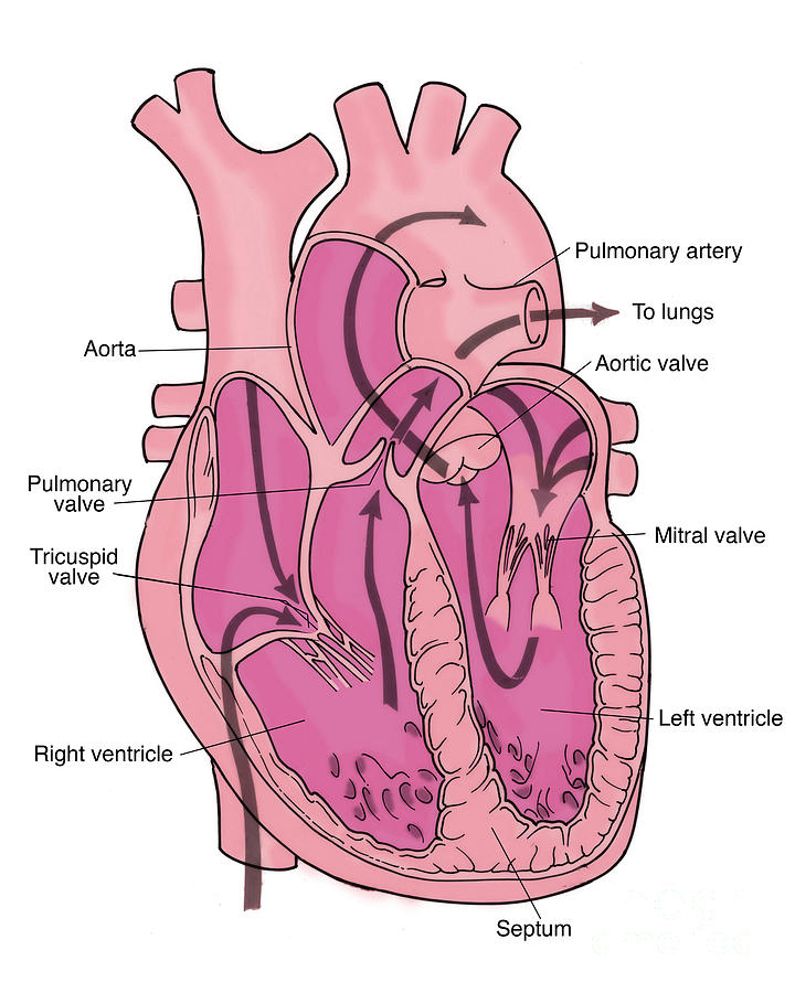 Illustration Of Coronary Circulation #5 Photograph by Science Source
