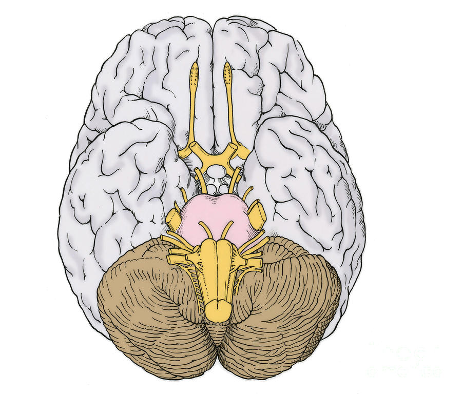 Illustration Of Cranial Nerves #5 Photograph by Science Source