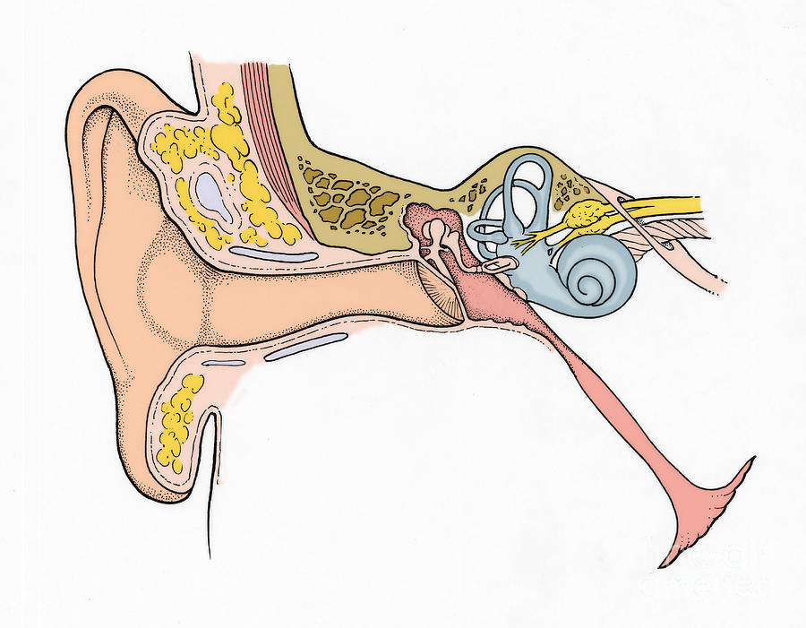 Illustration Of Ear Anatomy #5 Photograph by Science Source