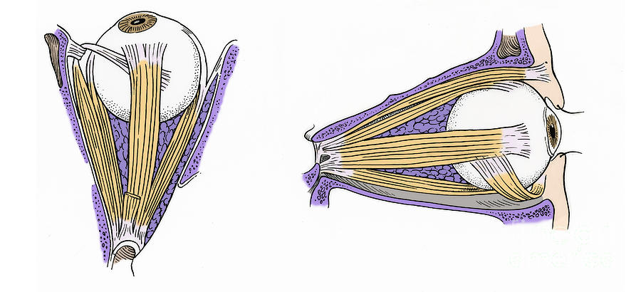 Illustration Of Eye Muscles #5 Photograph by Science Source