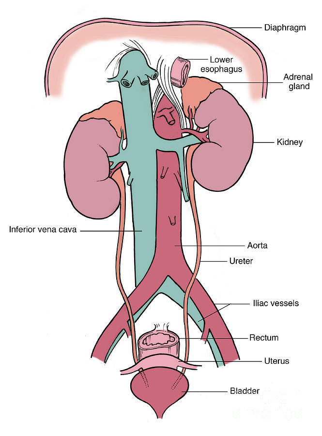 Illustration Of Female Urinary System #5 Photograph by Science Source