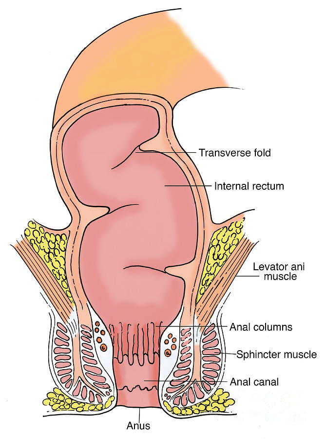 Anatomy Photograph - Illustration Of Rectum #5 by Science Source