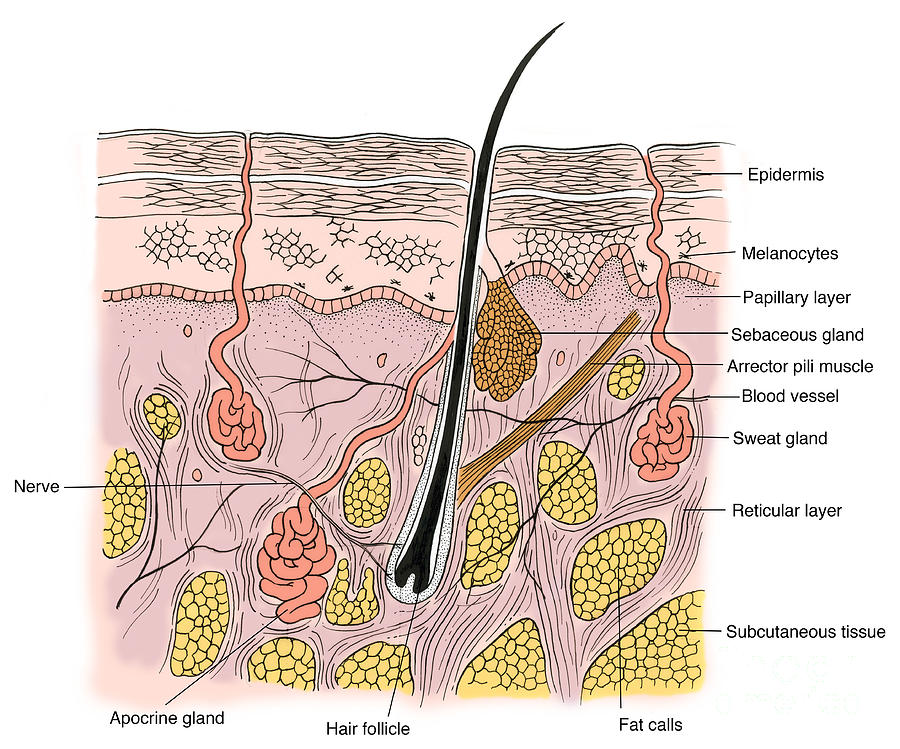Illustration Of Skin Section #5 Photograph by Science Source