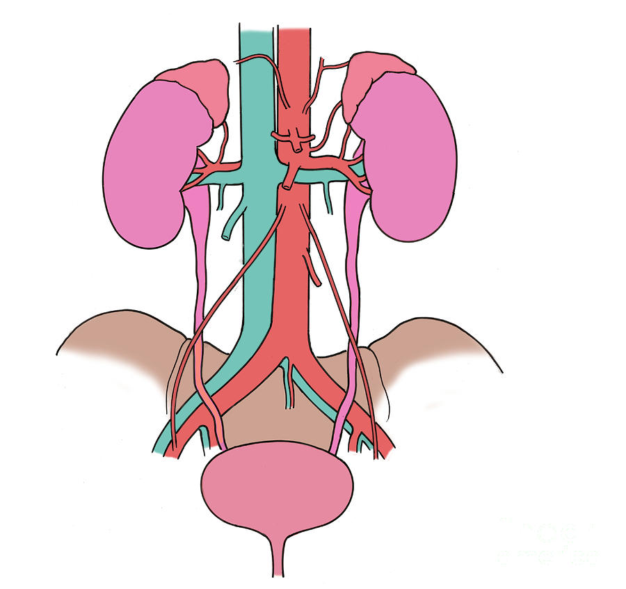 Illustration Of Urinary System #5 Photograph by Science Source