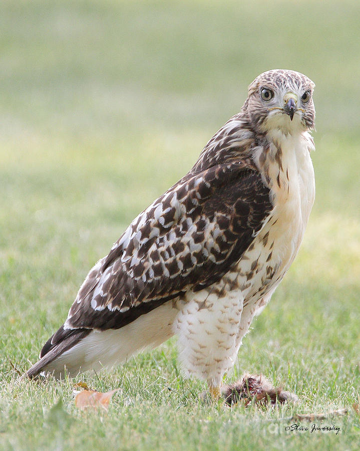 Immature Red Tail Hawk #5 Photograph by Steve Javorsky