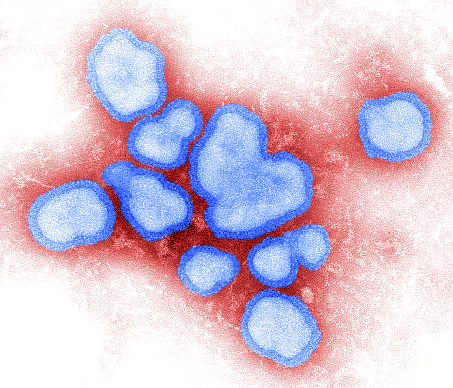 Rna Virus Photograph - Influenza A Virus #5 by Science Source
