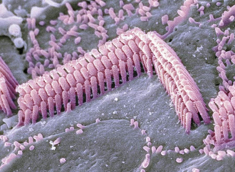 Cilium Photograph - Inner Ear Hair Cells, Sem #5 by Dr David Furness, Keele University