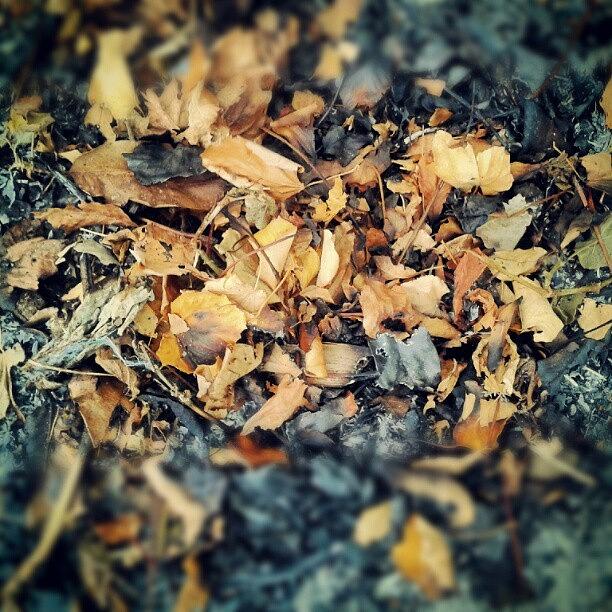 Fall Photograph - Instagram Photo #5 by Raya Hristova