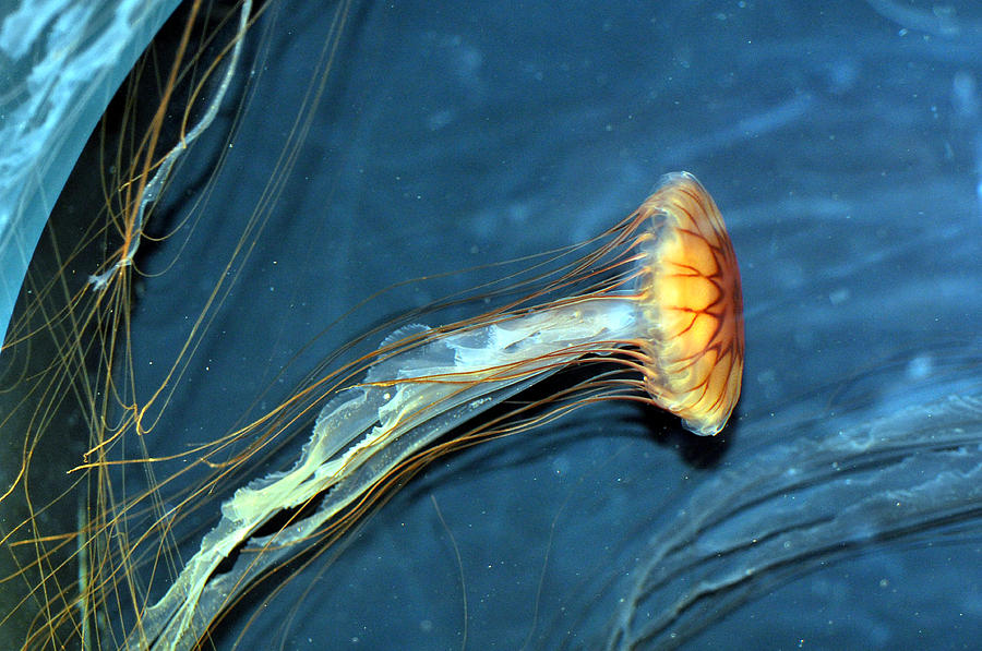 Jellyfish #5 Photograph by Allan Rothman