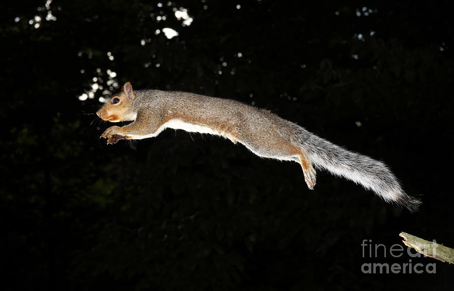 Jumping Gray Squirrel #5  by Ted Kinsman
