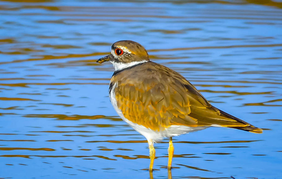 Killdeer Photograph by Brian Stevens Fine Art America