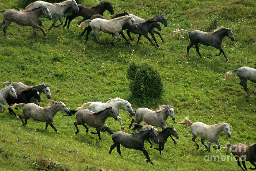 Lipizzan Horses #5 Photograph by Ang El