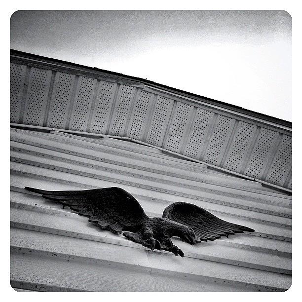 Eagle Photograph - Looking Up #5 by Natasha Marco