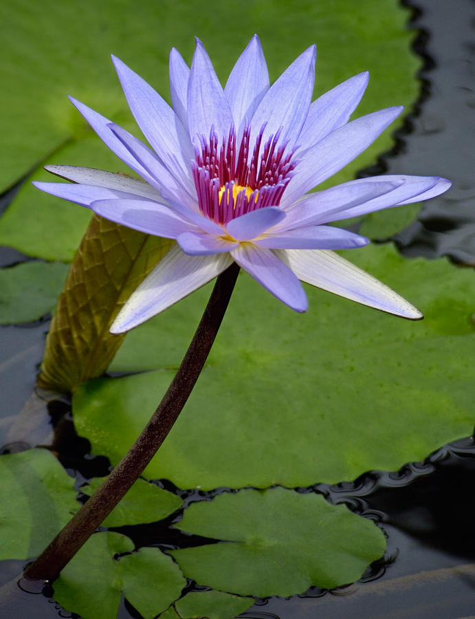 Lotus Flower Photograph by Bob Nardi - Fine Art America