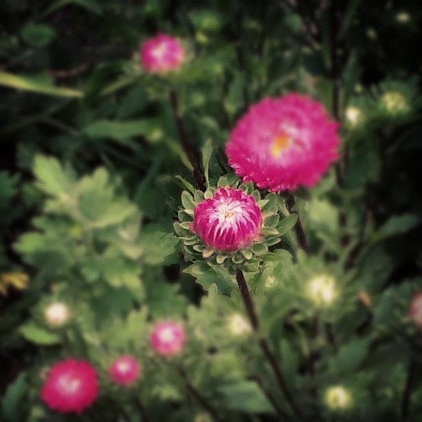 Flower Photograph - #macromania #macro_flower #5 by Christina Pabustan