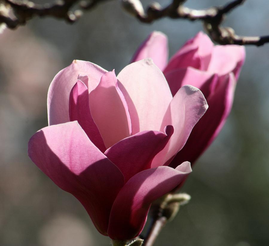 Nature Photograph - Magnolia World Of Beauty #5 by Valia Bradshaw