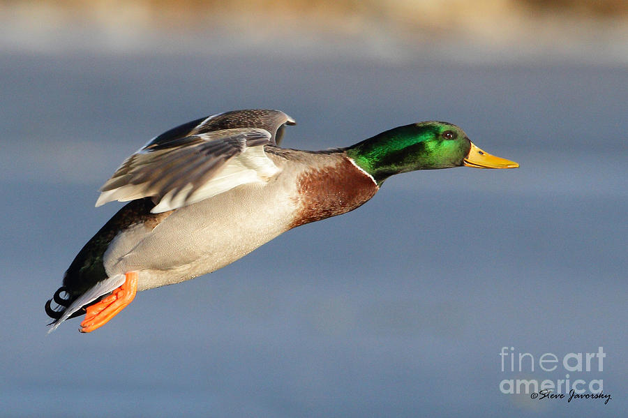 Male Mallard Duck in Flight #5 Photograph by Steve Javorsky
