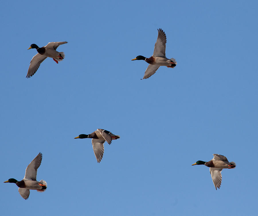 5 Mallard Ducks Photograph by Sam Amato