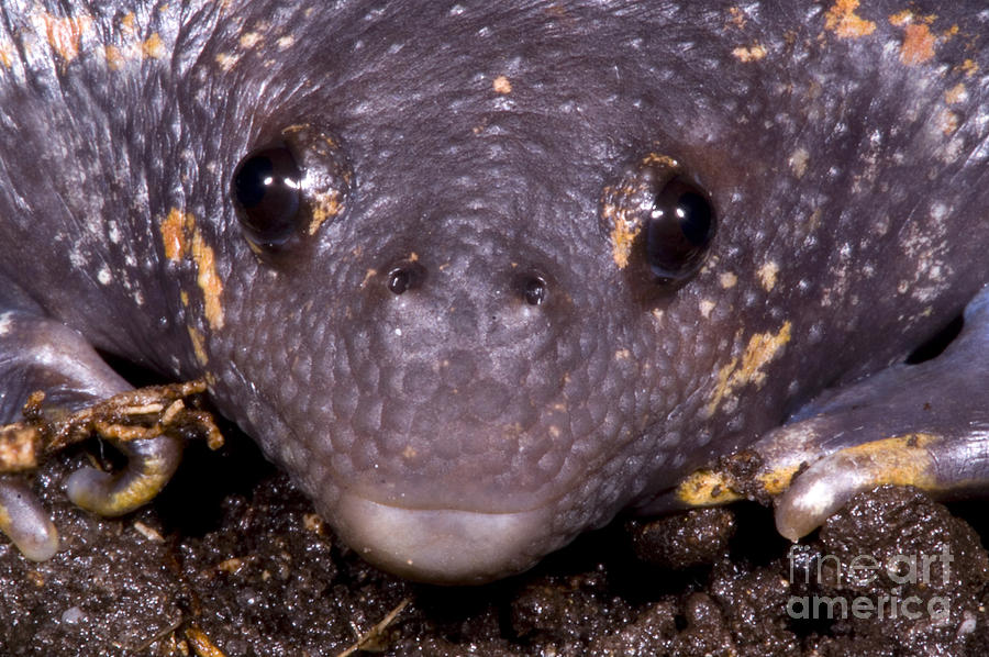 Mexican Burrowing Toad #5 Photograph by Dante Fenolio