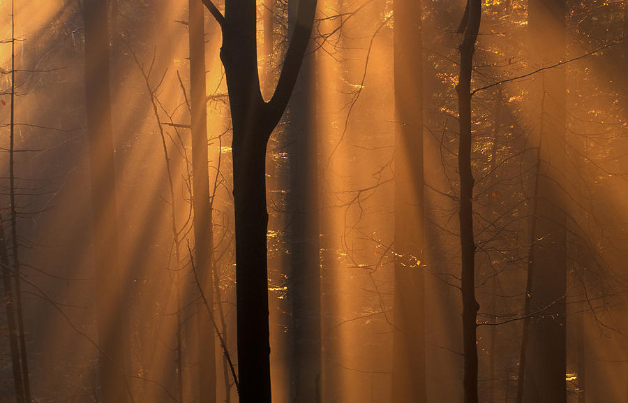 Misty autumn forest #5 Photograph by Ulrich Kunst And Bettina Scheidulin