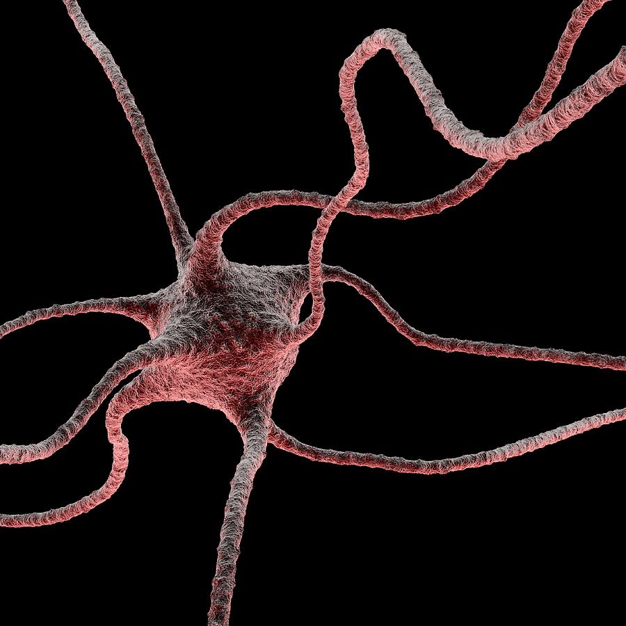Biology Photograph - Nerve Cell, Artwork #5 by Laguna Design