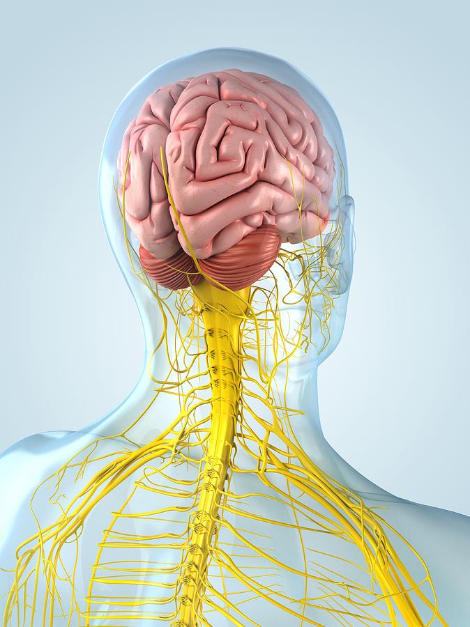 Nervous System, Artwork #5 Digital Art by Sciepro