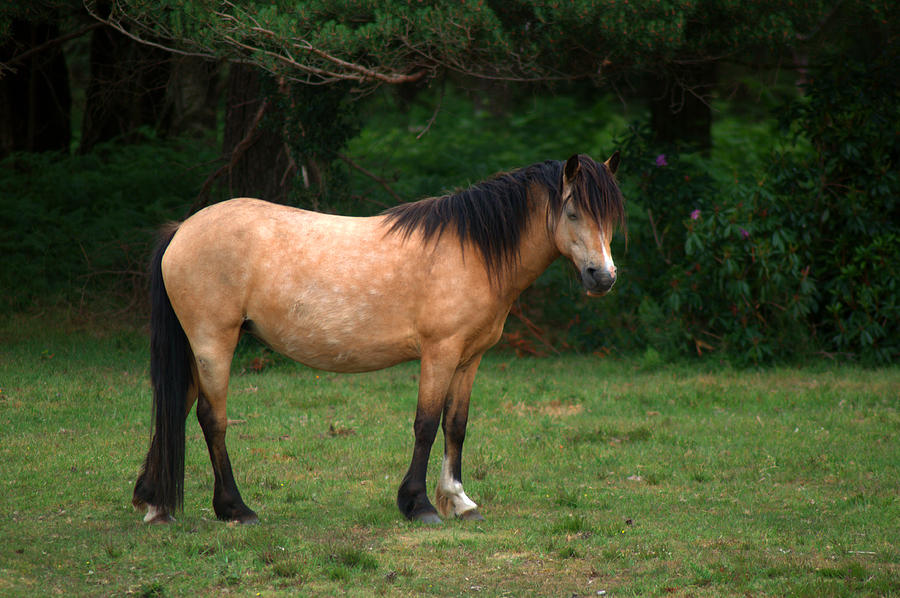New Forest Pony #5 Photograph by Chris Day
