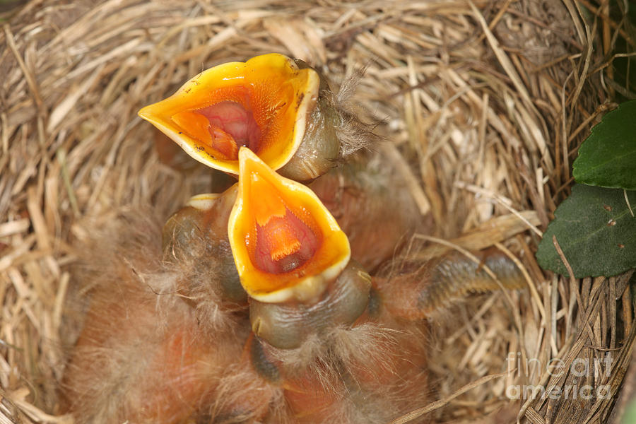 Newborn Robin Nestlings #5 Photograph by Ted Kinsman