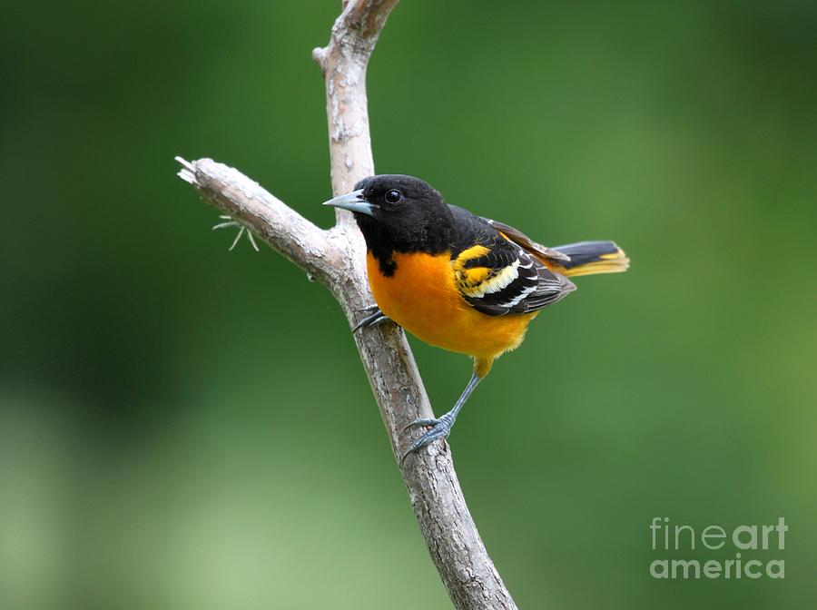Nature Photograph - Northern Baltimore Oriole #5 by Jack R Brock