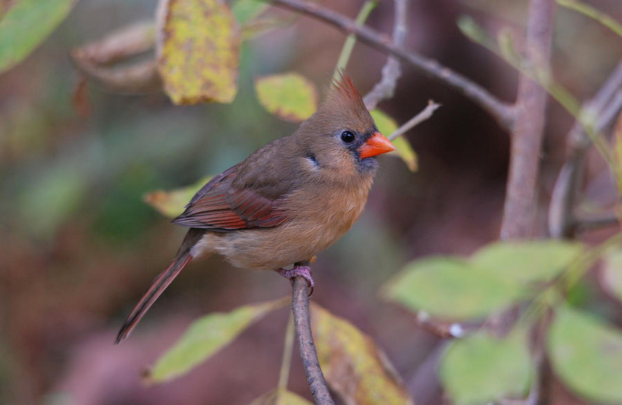 Northern Cardinal #5 Photograph by Perry Van Munster