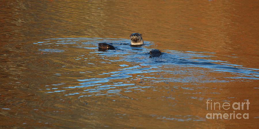 Northern River Otter #5 Photograph by Jack R Brock
