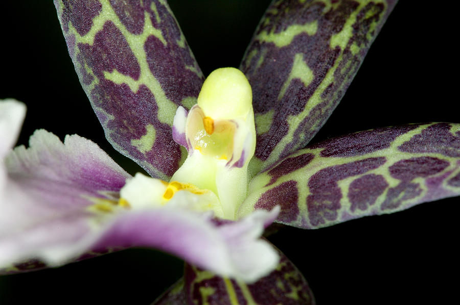 Orchid Flower Bloom #5 Photograph by C Ribet