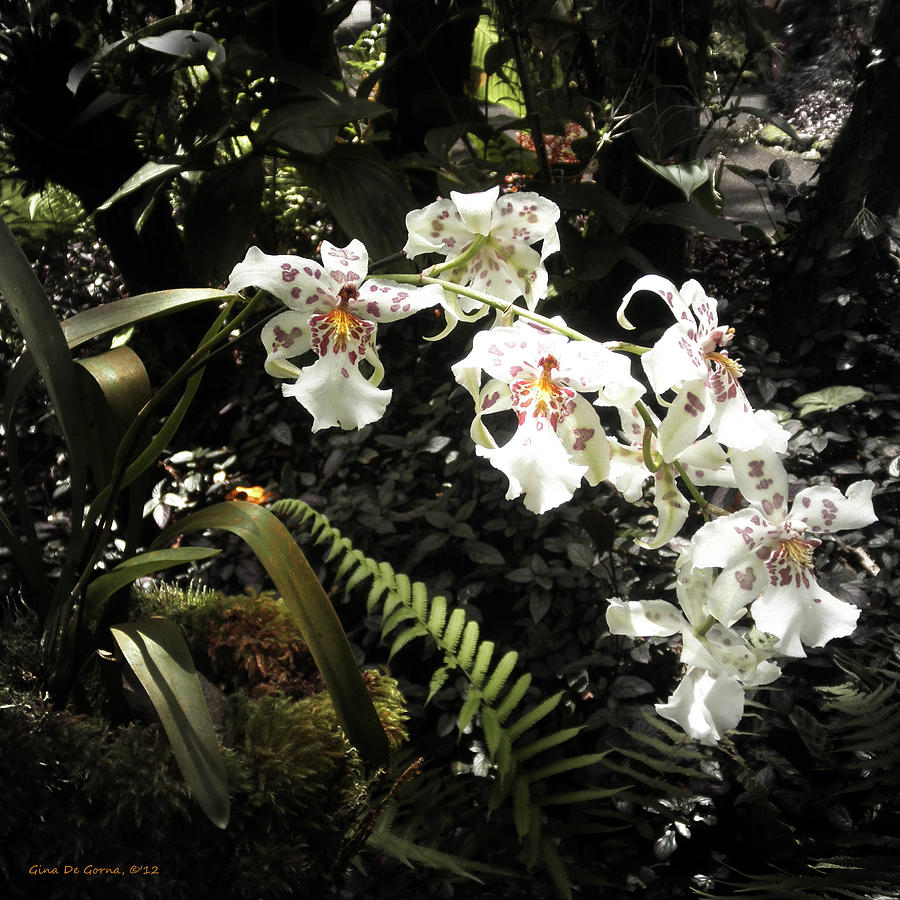 Orchids #5 Photograph by Gina De Gorna