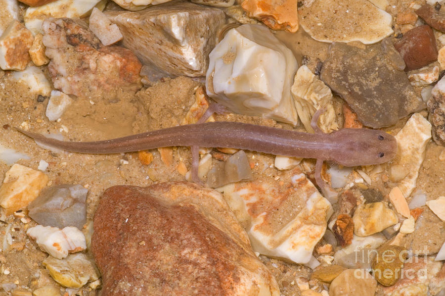 Wildlife Photograph - Ozark Blind Cave Salamander #5 by Dante Fenolio
