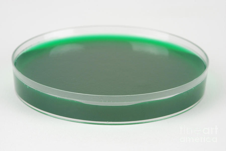 Petri Dish #5 Photograph by Photo Researchers, Inc.