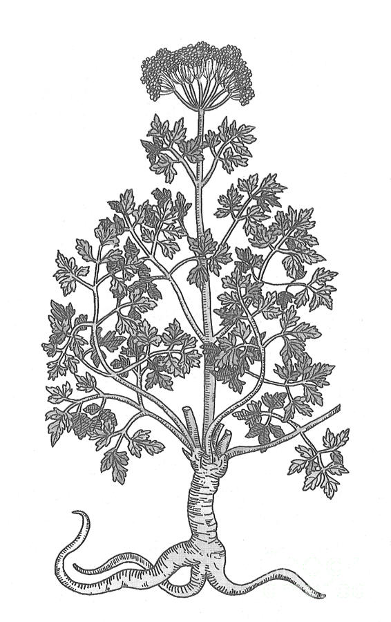 Petroselinum Crispum, Garden Parsley #5 Photograph by Science Source