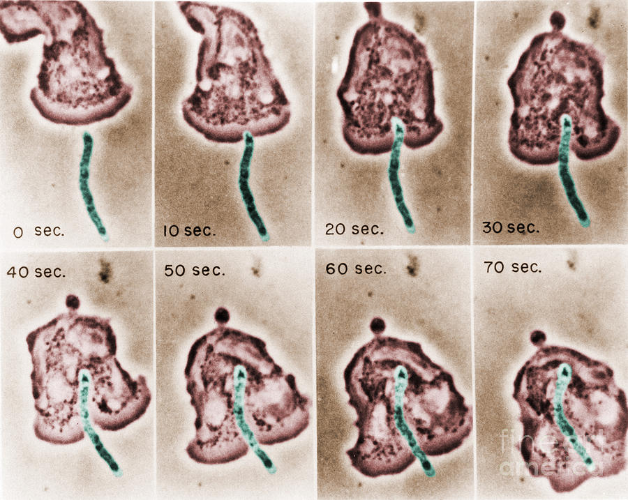 Micrograph Photograph - Phagocytosis #5 by Omikron