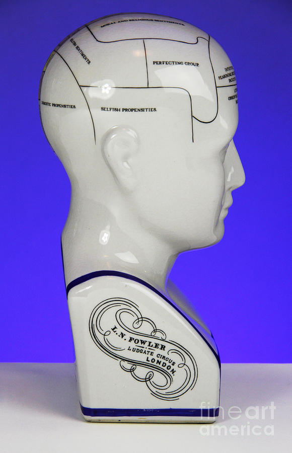 Phrenological Model #5 Photograph by Photo Researchers, Inc.