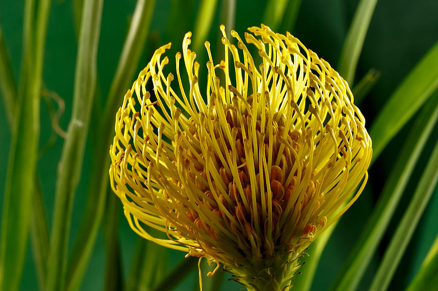 Picture of a Pincushion Protea #5 Photograph by Perla Copernik