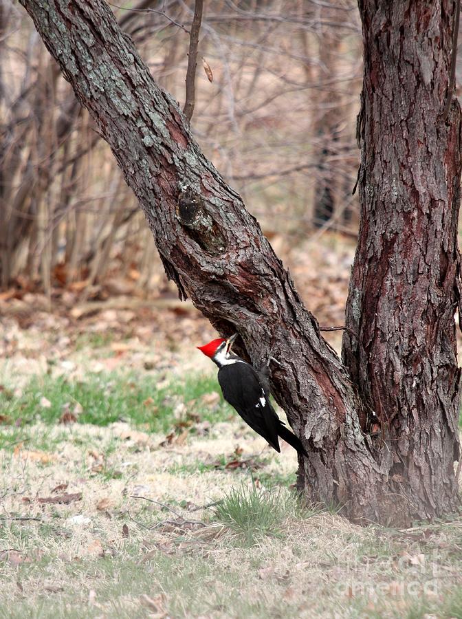 Pileated Woodpecker #5 Photograph by Jack R Brock