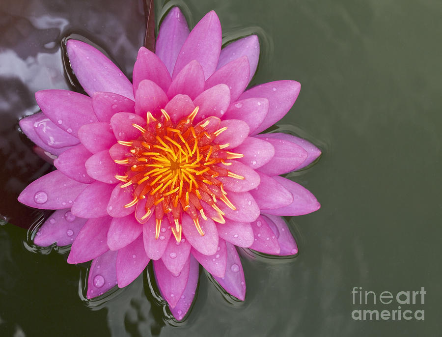 Lily Photograph - Pink lotus #5 by Anek Suwannaphoom